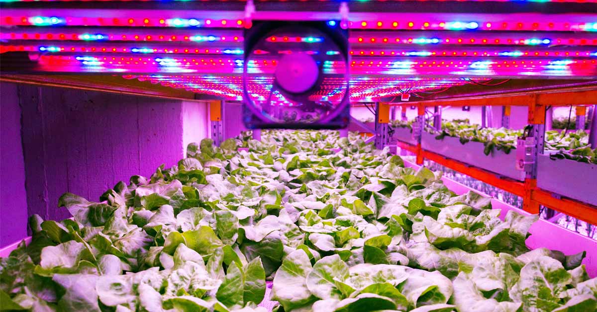 Indoor Farming New Farming Technique in Agriculture Sector